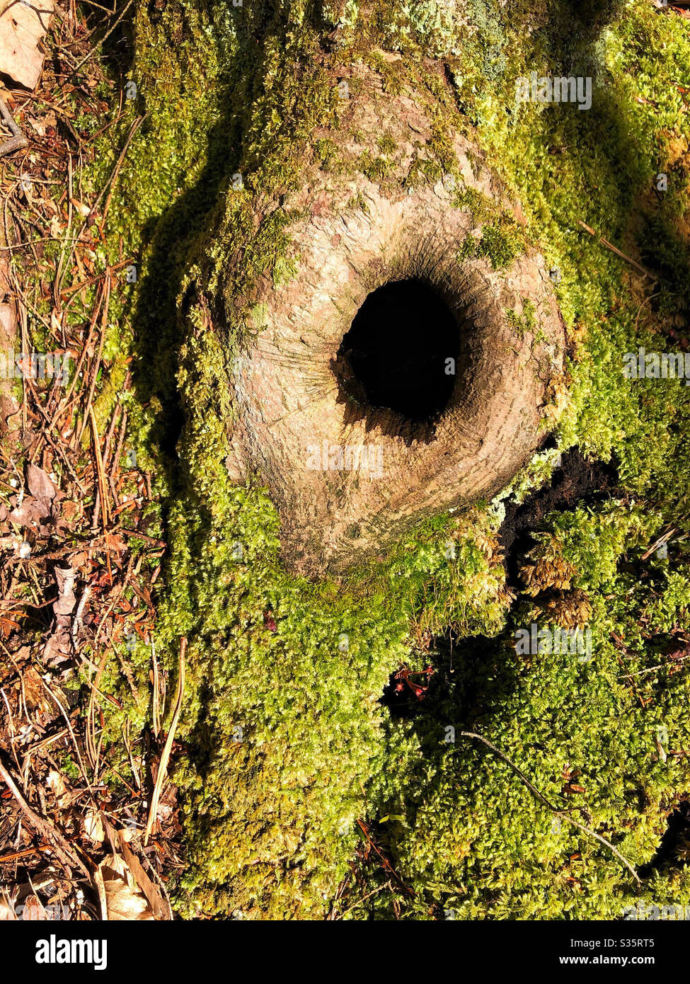 Buco nodo nel tronco di albero muschio nella foresta Foto Stock