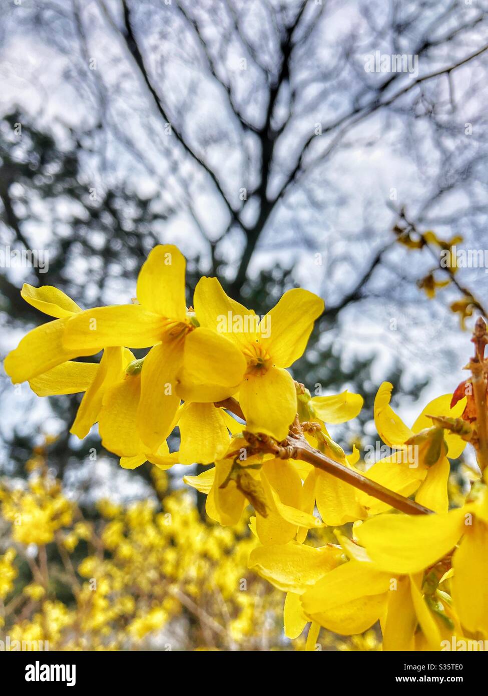 Segni di primavera. Foto Stock