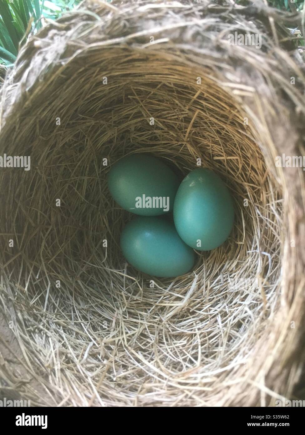 Robin le uova in un nido Foto Stock