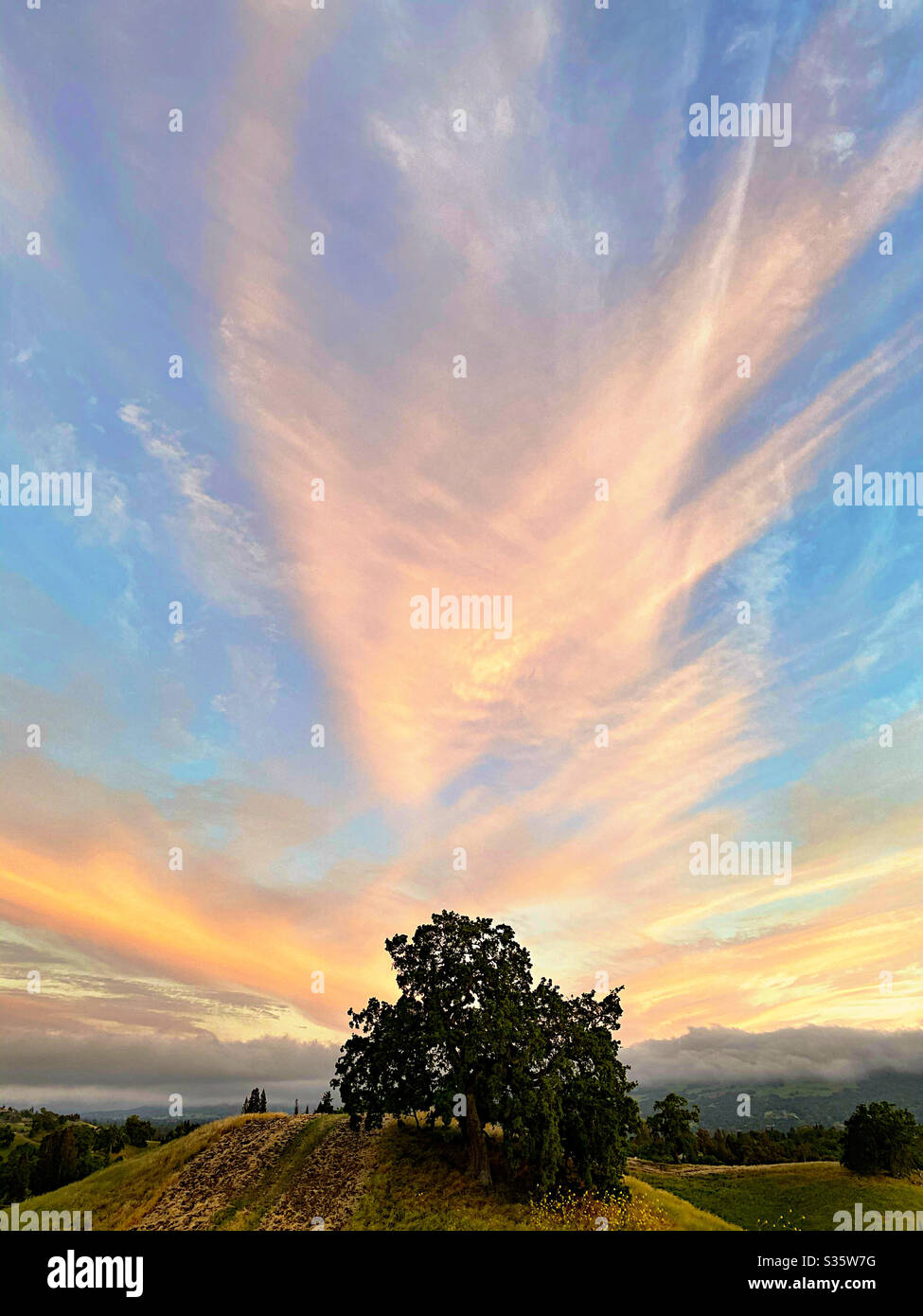 Paesaggio nuvolato serale con quercia Foto Stock
