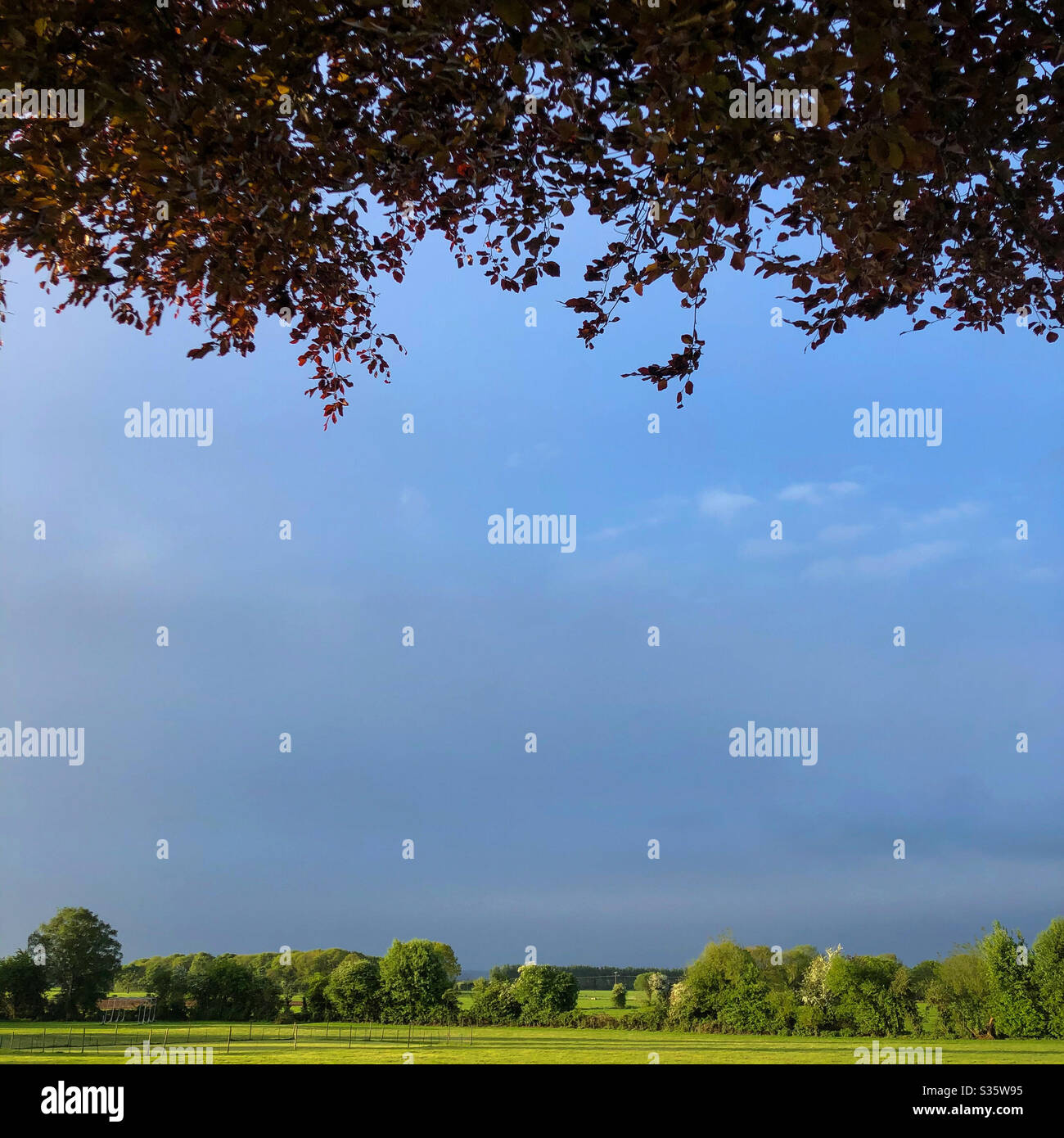 Guardando sotto copertura di un albero - Immagine stock catturata con smartphone