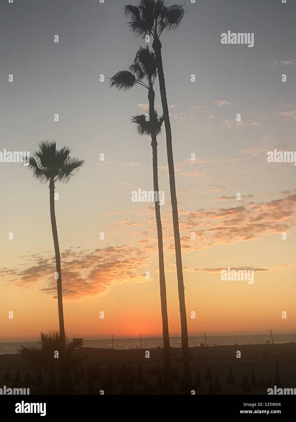 Palme al tramonto Foto Stock