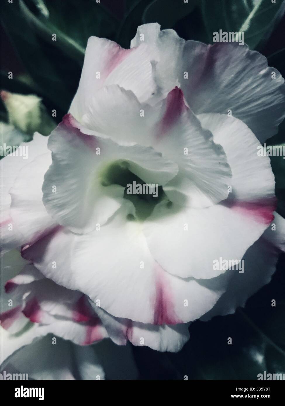 Spettacolare aspetto di un fiore notturno - Adenium a righe rosa fiore Foto Stock