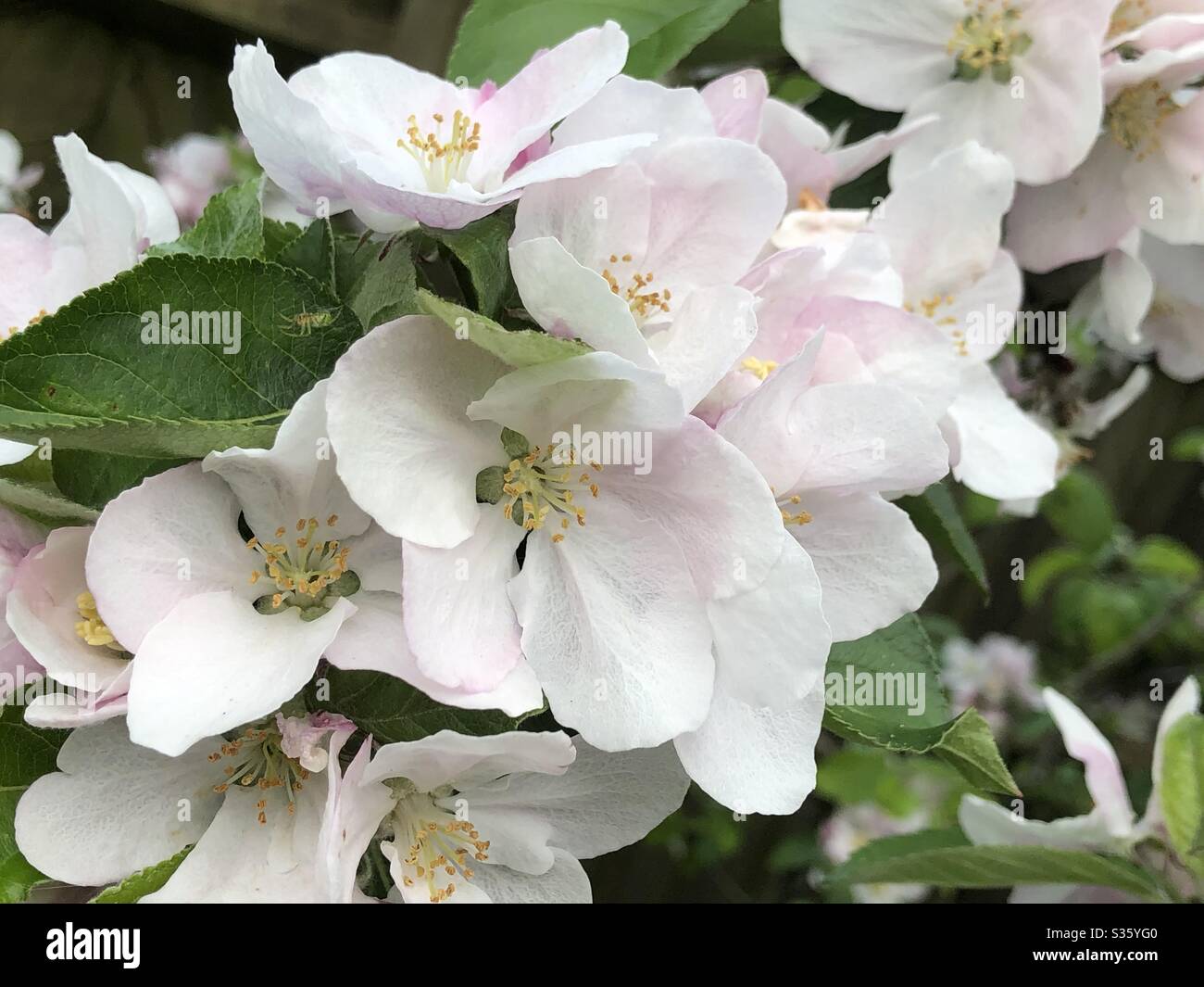 Bella mela fioritura del patrimonio varietà Ashmead’s Kernal. Foto Stock