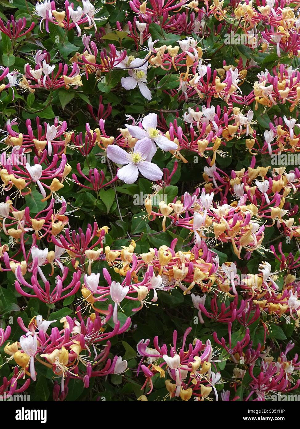 Splendida esposizione di clematis e fiori di honeysuckle nel giardino Foto Stock