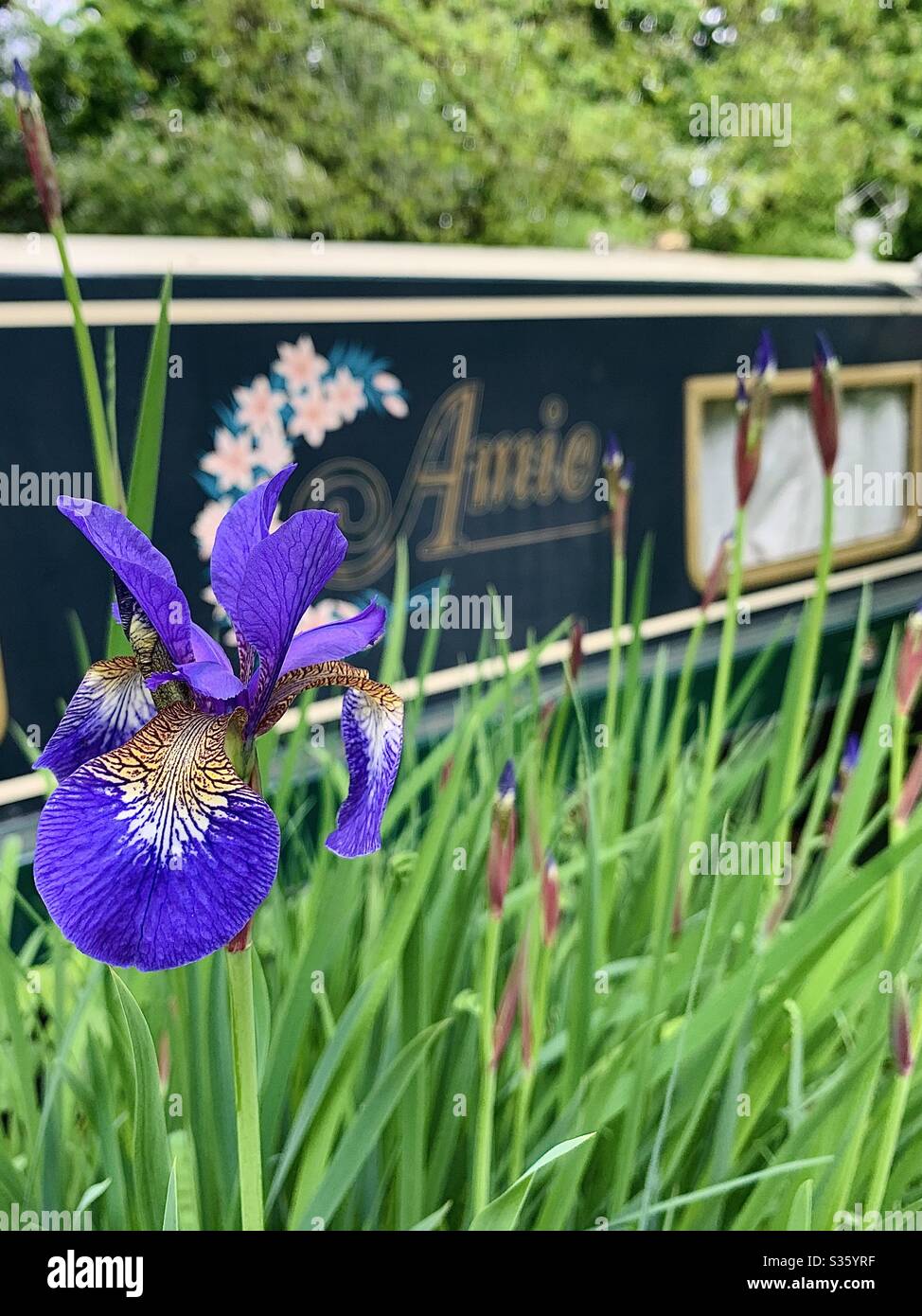 Wild Iris on the Thames Path, Oxford, Regno Unito Foto Stock