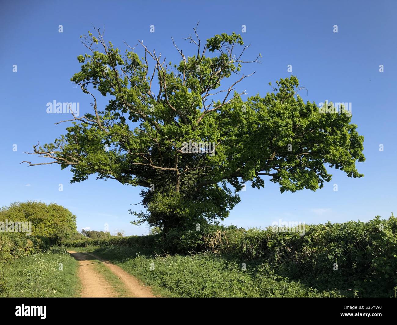 Una scena rurale inglese di una quercia inglese con il pugnale lungo un tracciato con nuvola libera da inquinamento blu (durante il virus corona) Foto Stock