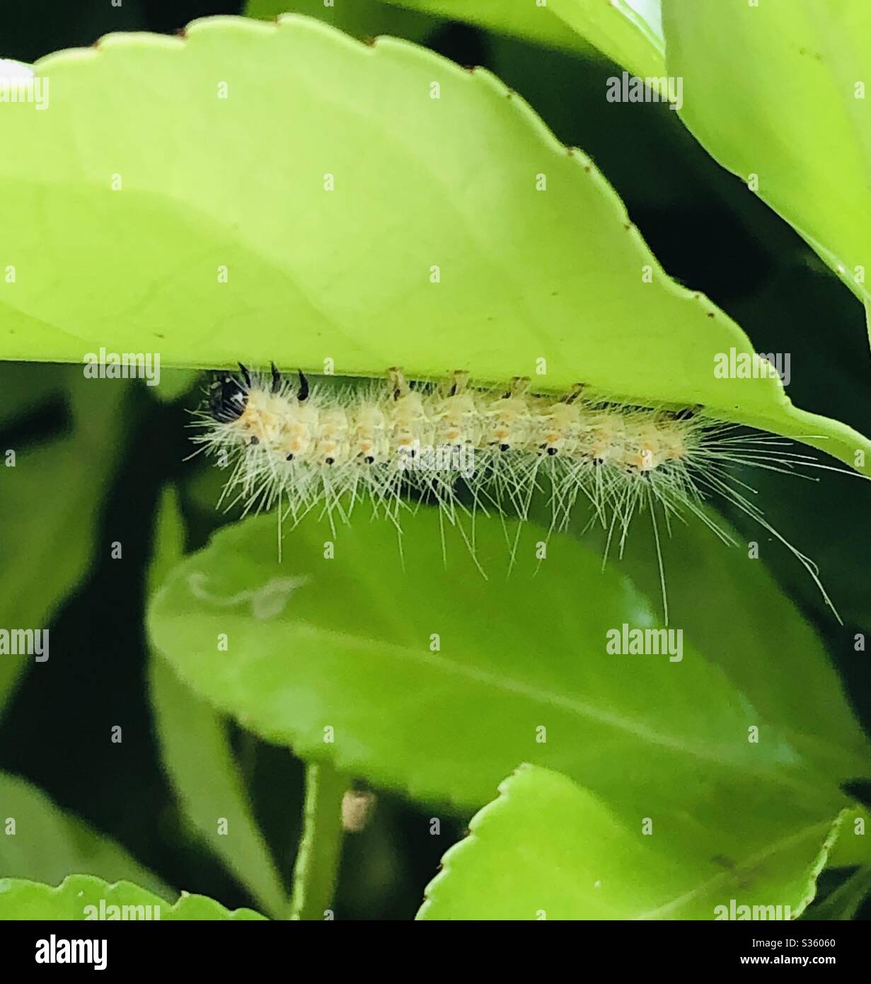 Caterpillar verde Foto Stock