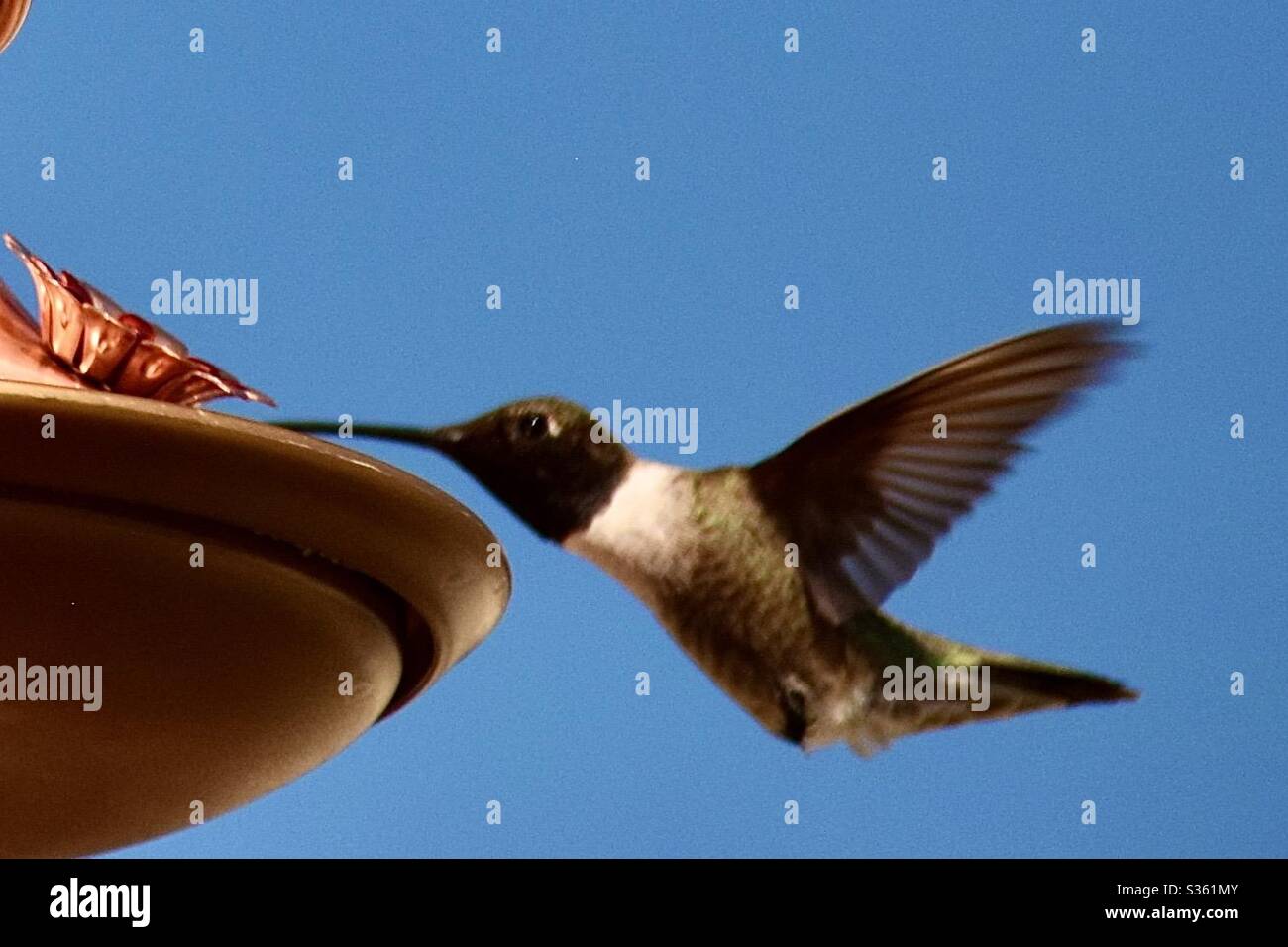 Hummingbird alimentazione Foto Stock