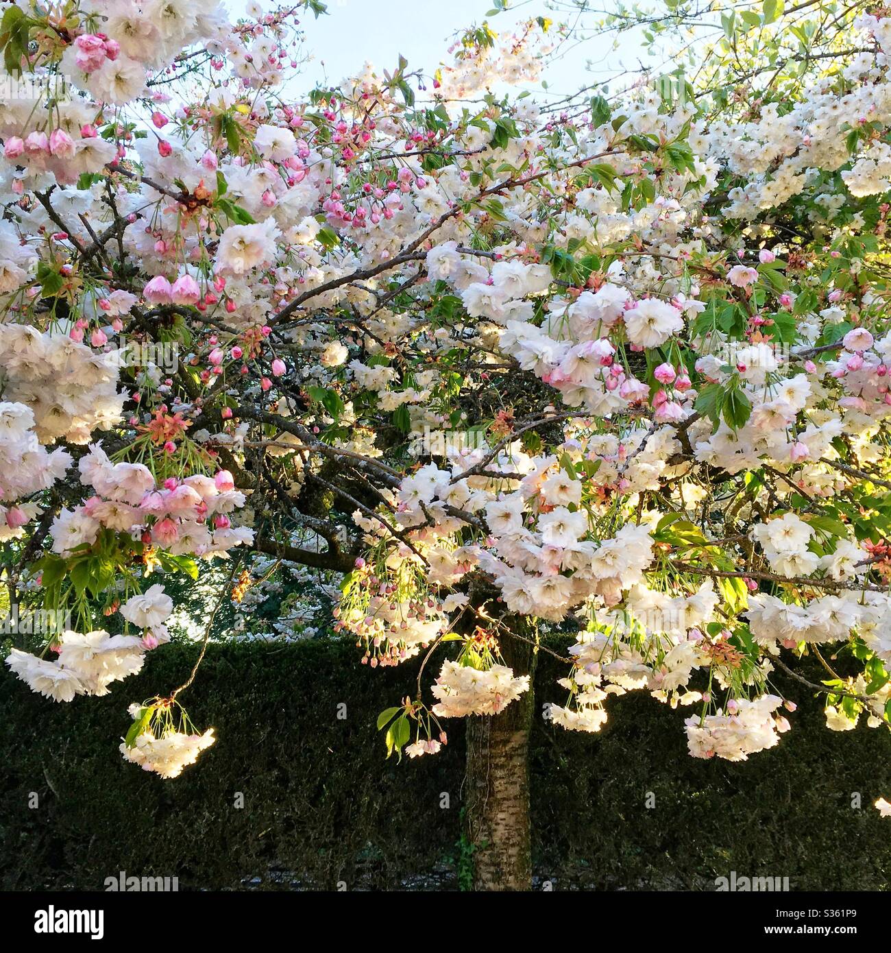 Albero di ciliegio ornamentale riempito con fiori rosa pastello, Hampshire, Inghilterra, Regno Unito. Foto Stock