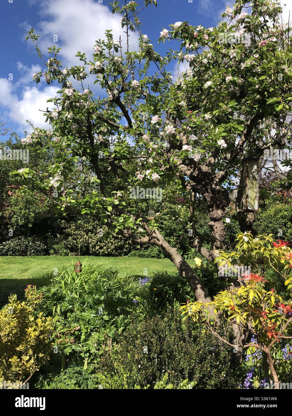 Albero di mele in un giardino ornamentale tradizionale in primavera, North Yorkshire, Inghilterra, Regno Unito - Immagine stock catturata con smartphone