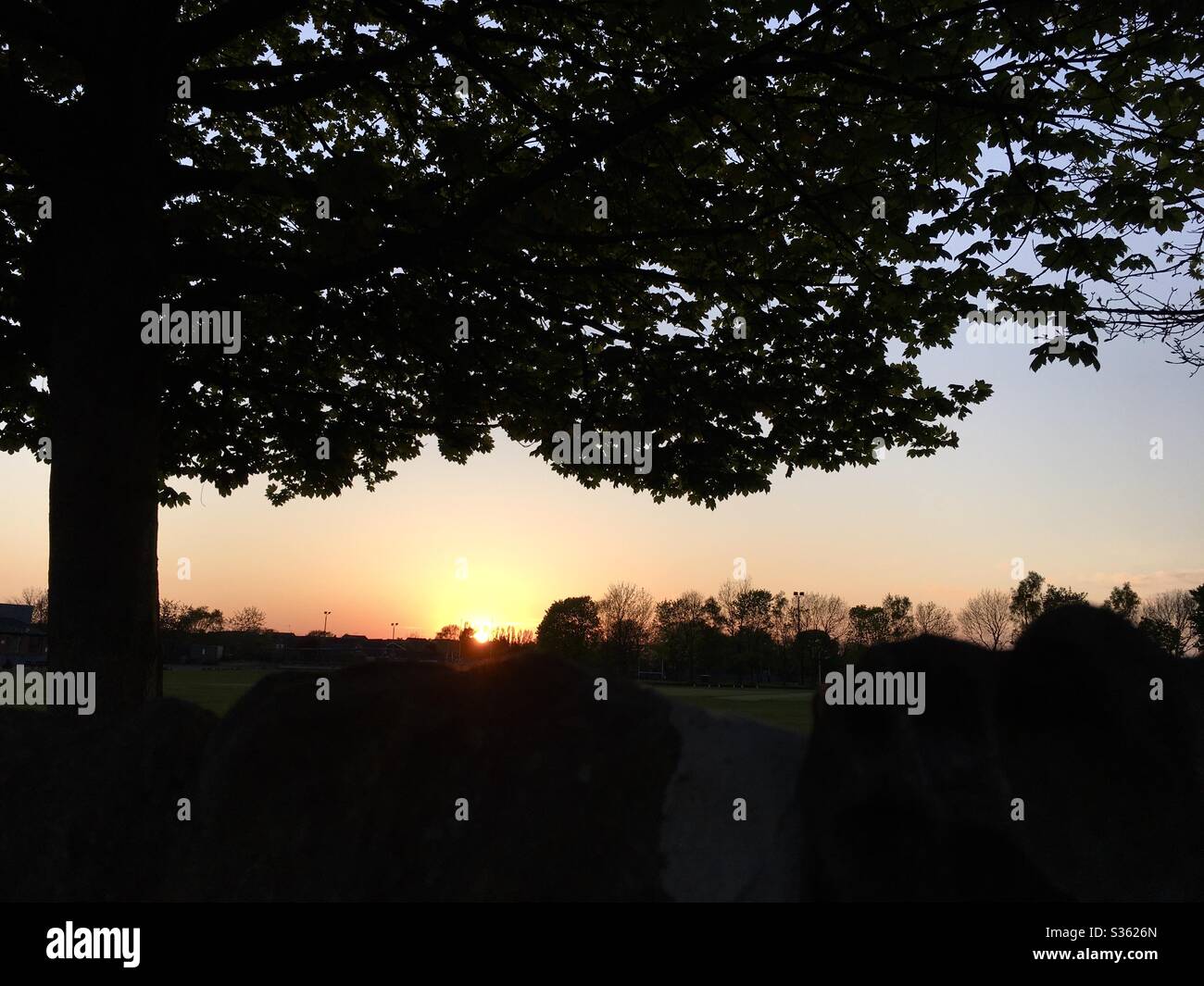 Silhouette di alberi al tramonto Foto Stock