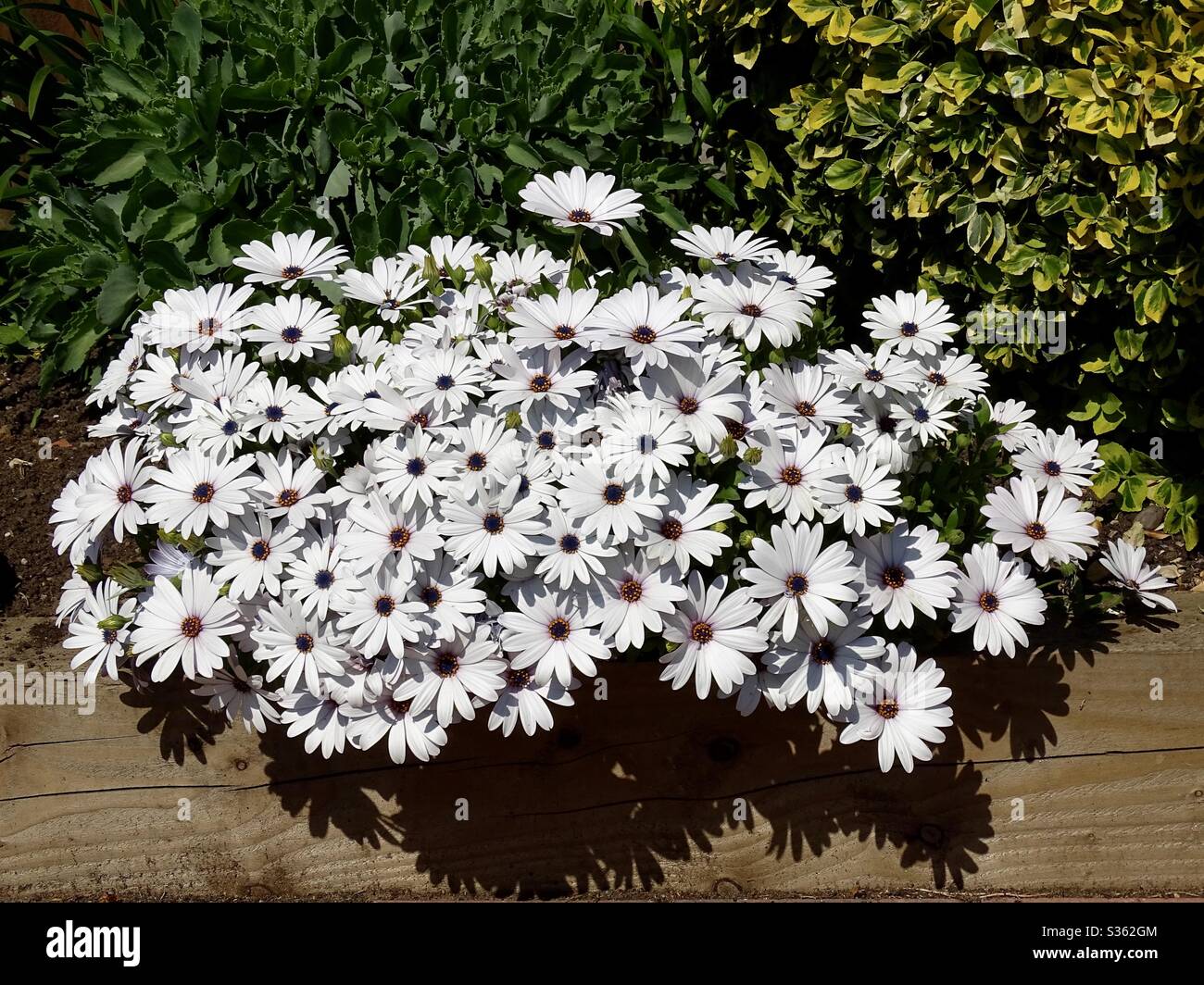 Bella esposizione di fiori bianchi osteospermum nel giardino Foto Stock