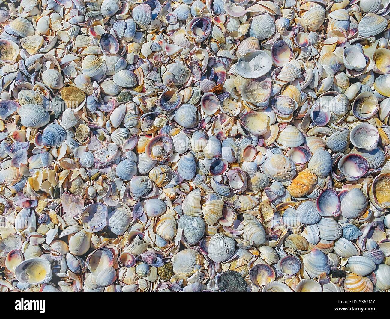 C'erano molti molluschi sulla spiaggia Foto Stock