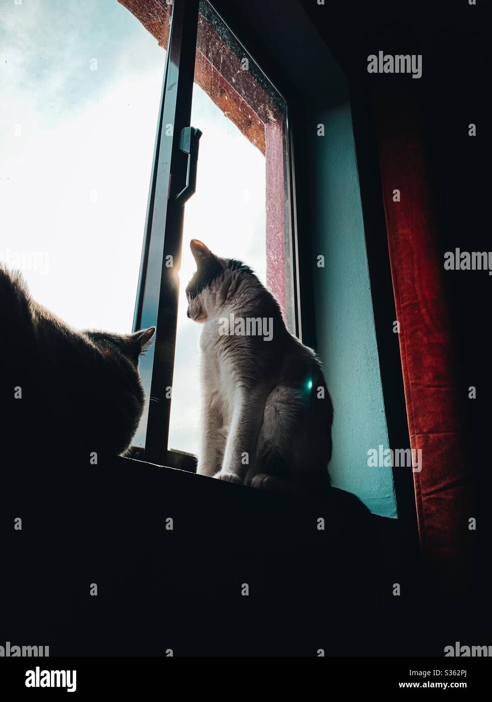 Vita di gatto Foto Stock