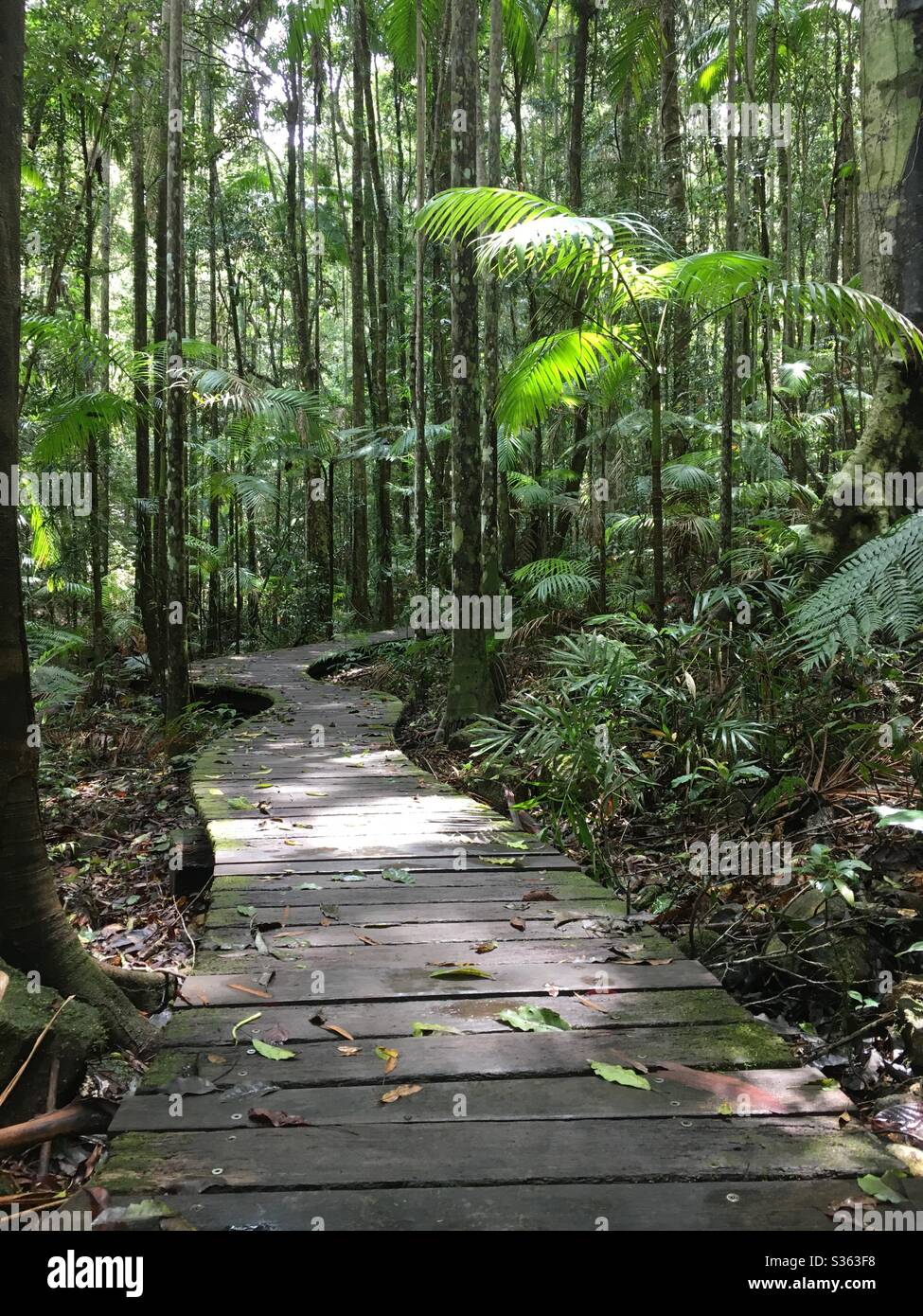Passerella in legno che protegge il pavimento della foresta pluviale vicino a Montville, Queensland, Australia. - Immagine stock catturata con smartphone