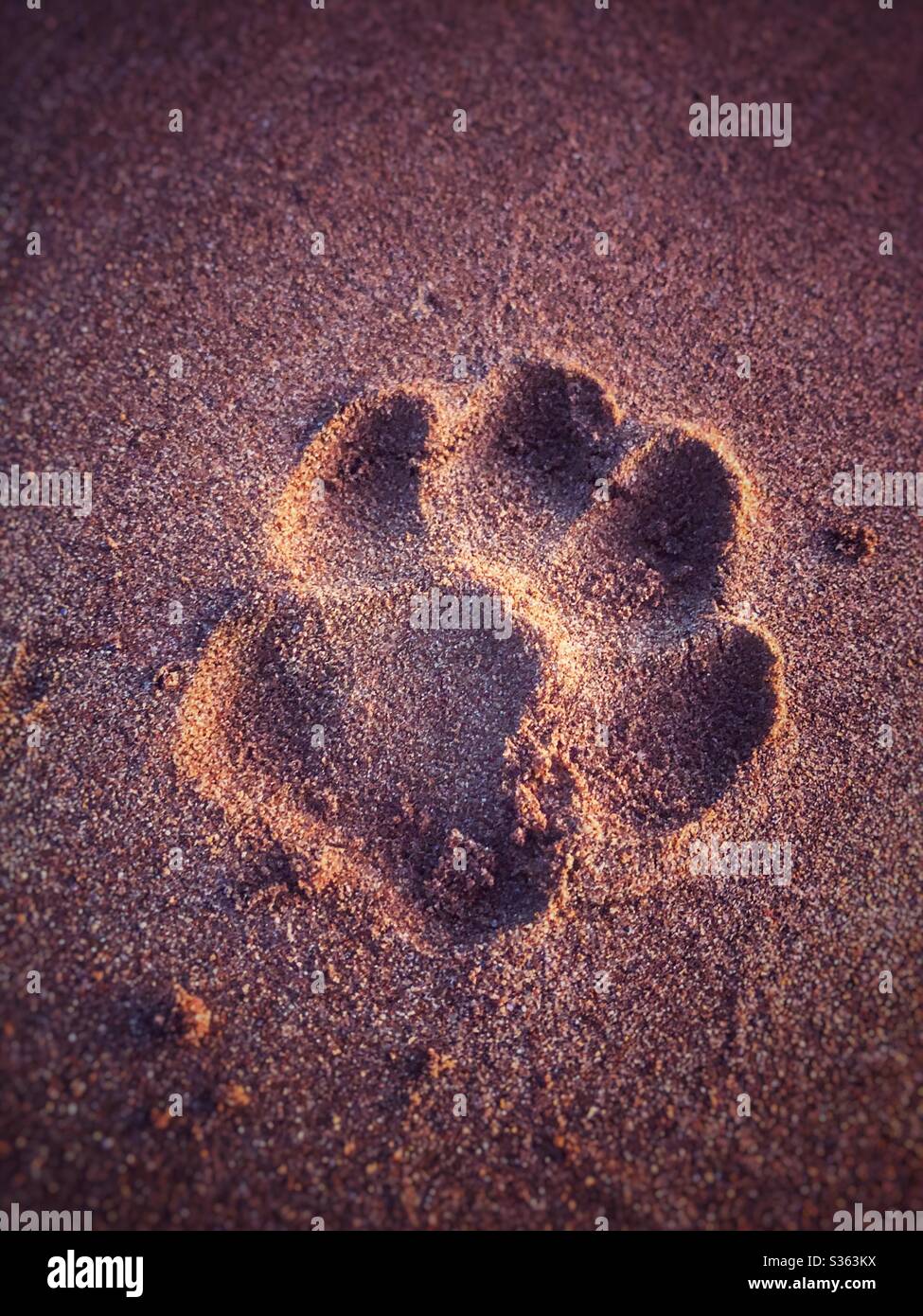 Zampa del cane nella sabbia Foto Stock