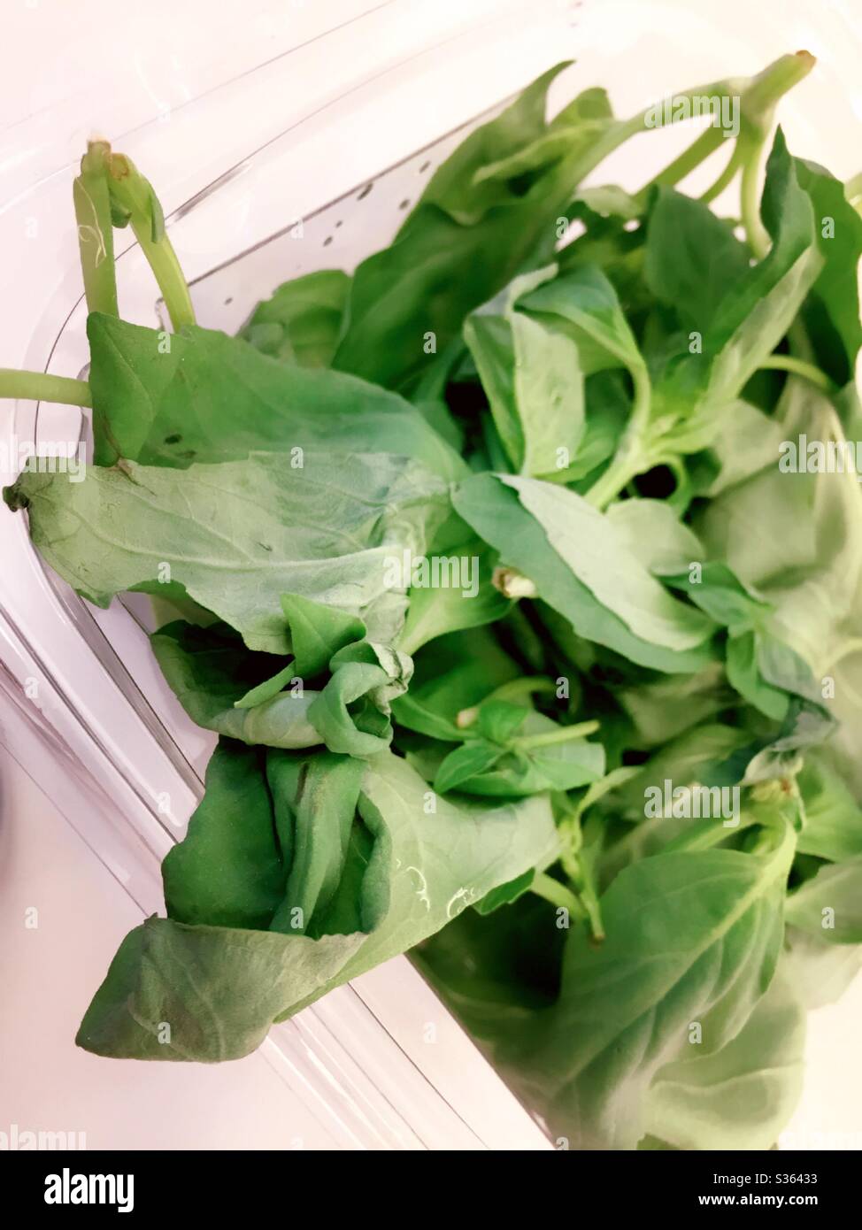 Primo piano di un contenitore di plastica di basilico fresco - Immagine stock catturata con smartphone