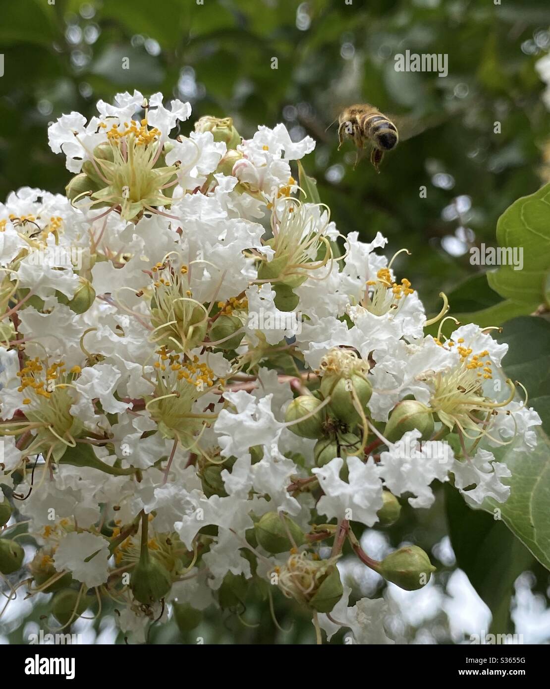 Un infuore di api da miele con fiori di mirto di crepe bianco Foto Stock