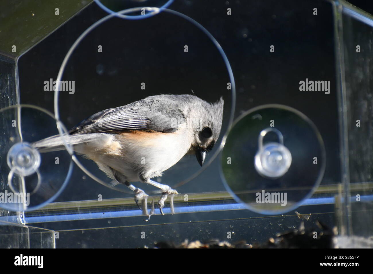 Bird watching dalla mia finestra Foto Stock