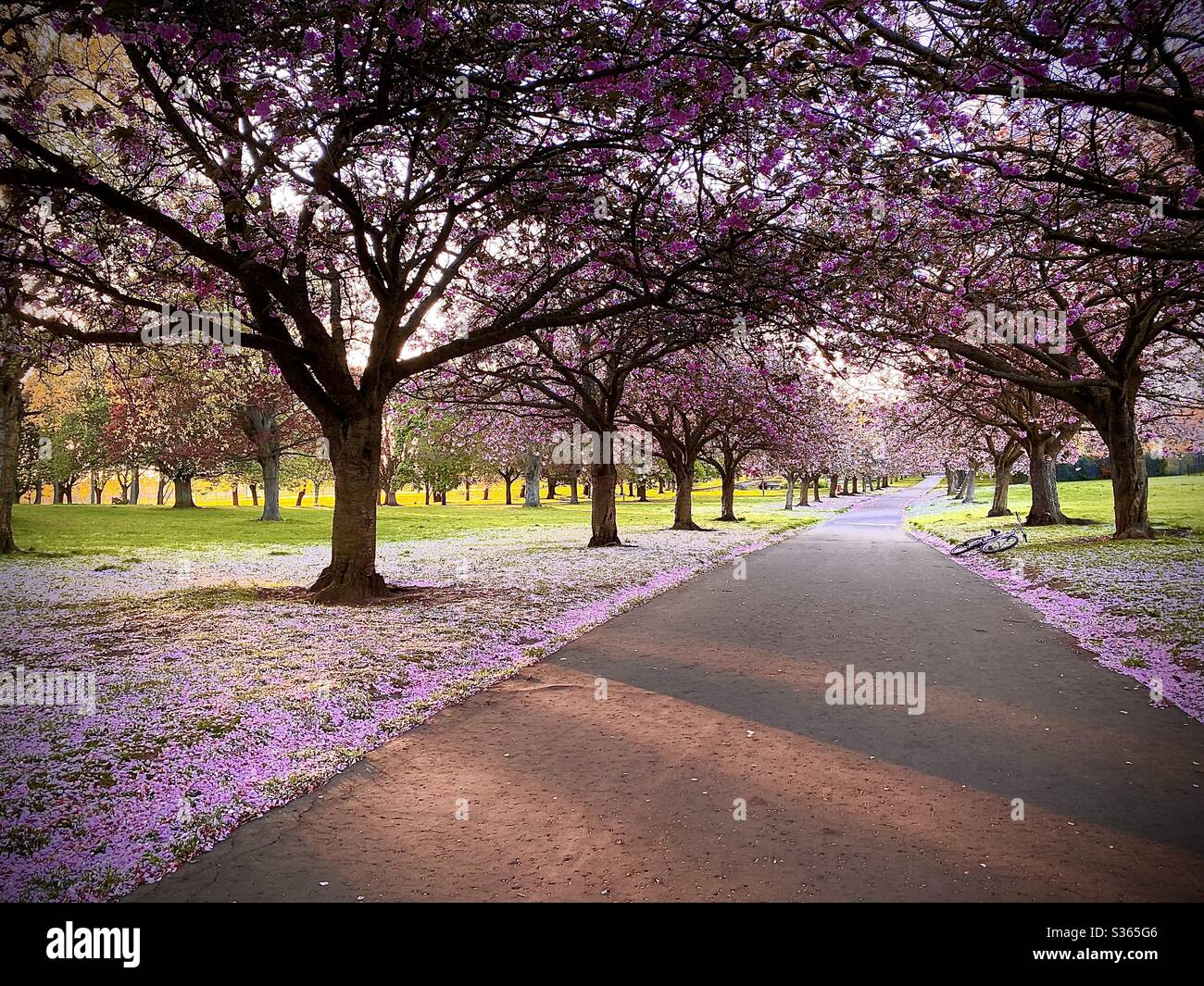 Fioritura al Dawson Park Dundee Foto Stock