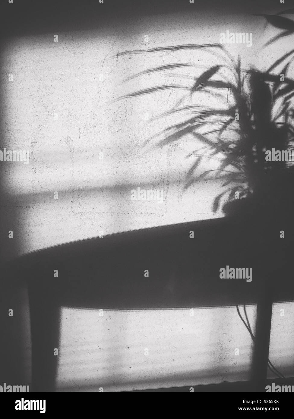 La luce dalla finestra che crea le ombre tenda sulla parete come sfondo per  disegnare meglio il tavolo rotondo con le gambe e un vaso di pianta sul  tavolo in silhouette Foto