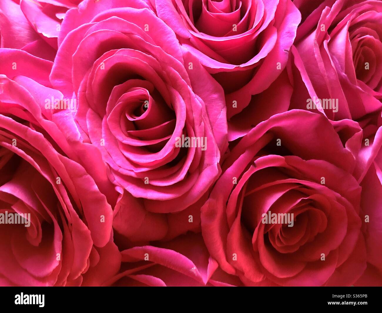 Rose rosa che riempiono la cornice Foto Stock