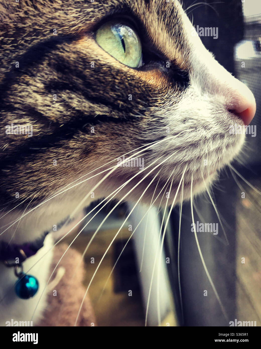 Primo piano di tabby e gatto bianco che guarda fuori la finestra per gli uccelli - Immagine stock catturata con smartphone