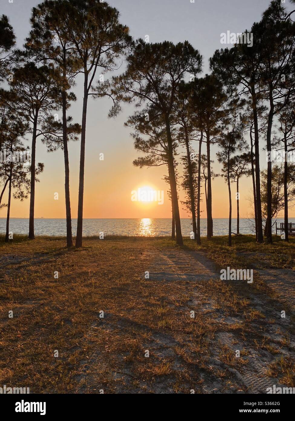 Tramonto d'oro sull'acqua della baia con alberi di pino silhouette Foto Stock