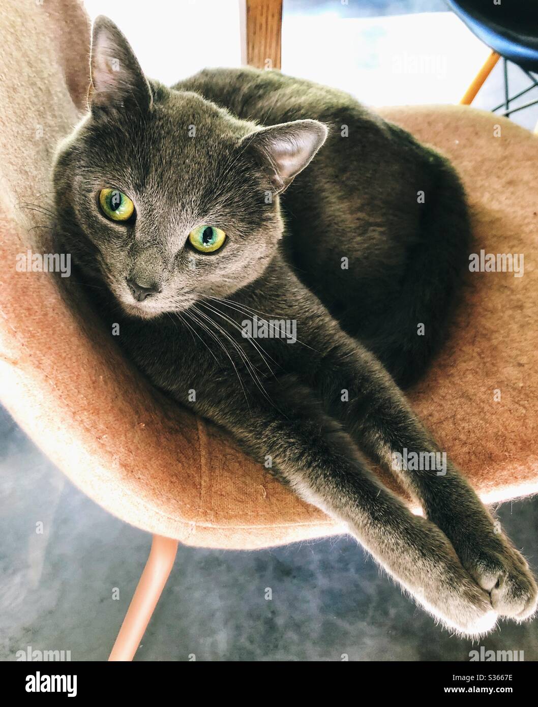 Gattino grigio rilassante su una sedia Foto Stock