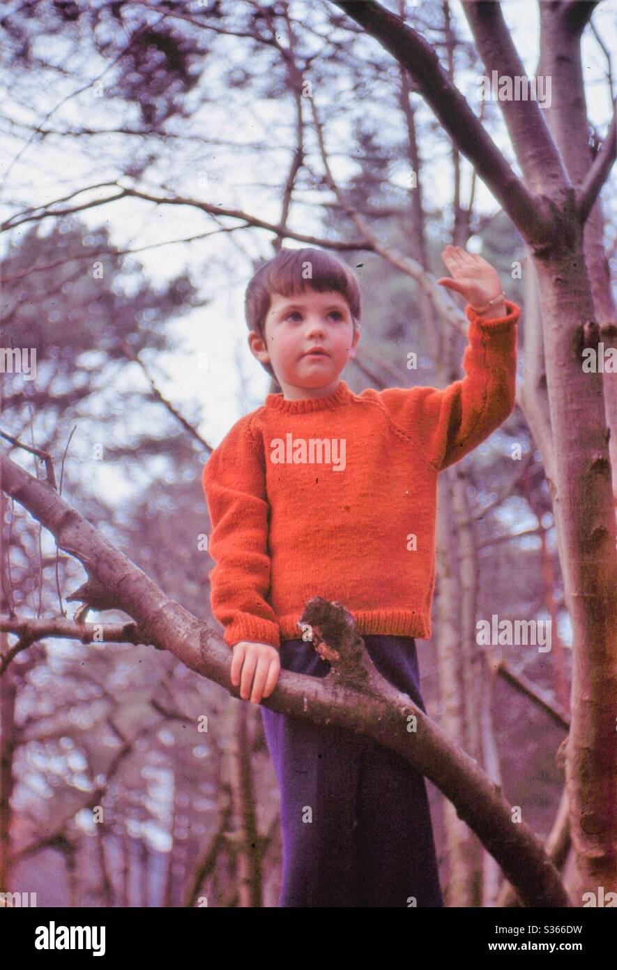 Ragazza su un albero nei boschi Foto Stock