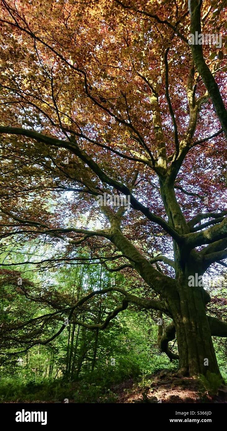 Una fotografia di un grande faggeto con brillanti e vibranti foglie colorate. Scenario boschivo britannico. Foto Stock