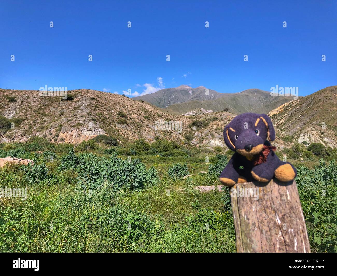 Un piccolo cane nero farcito godendo il paesaggio dell'Argentina del Nord. - Immagine stock catturata con smartphone