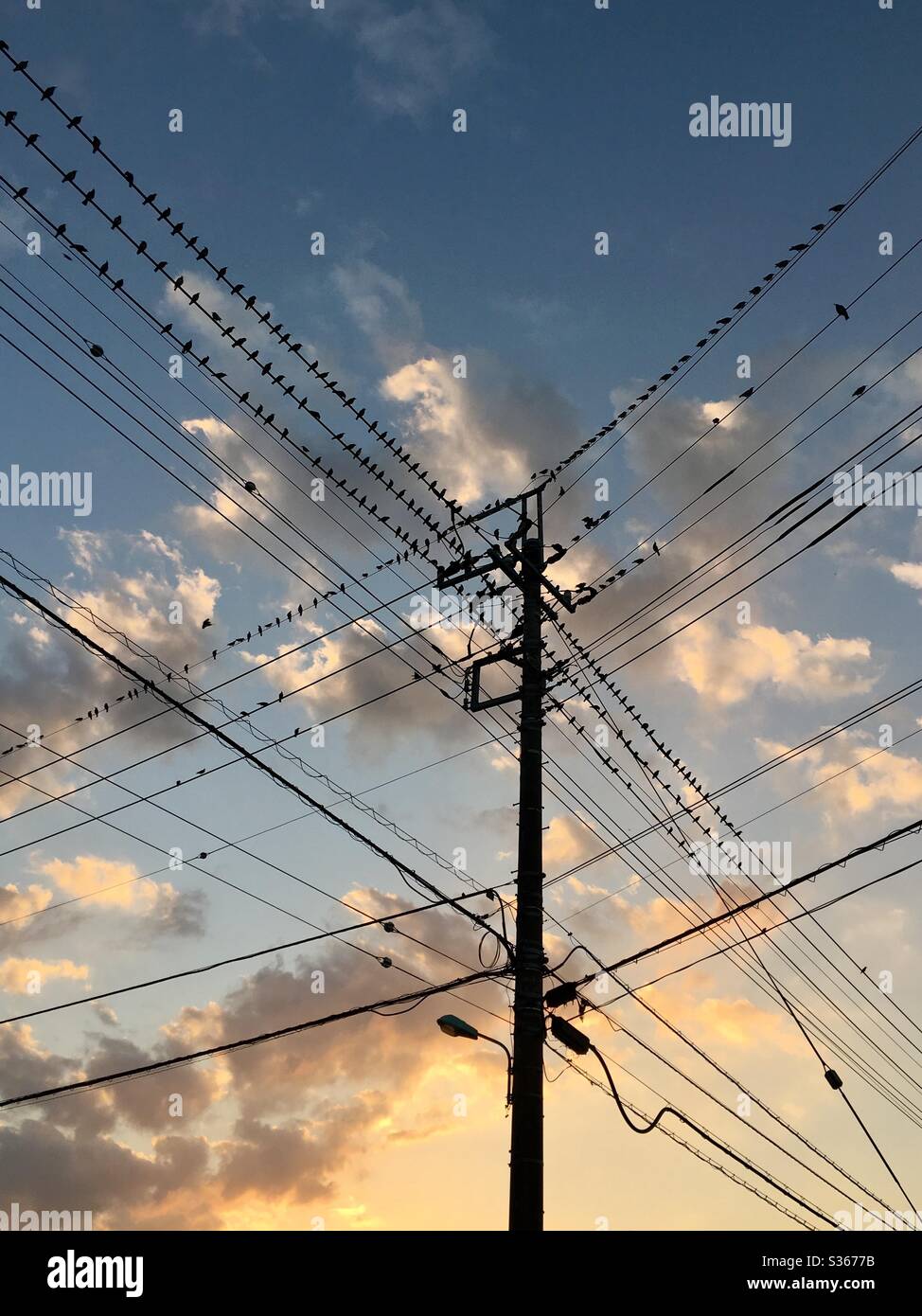 Uccelli riposati sulle linee elettriche al tramonto a Narita Giappone Foto Stock