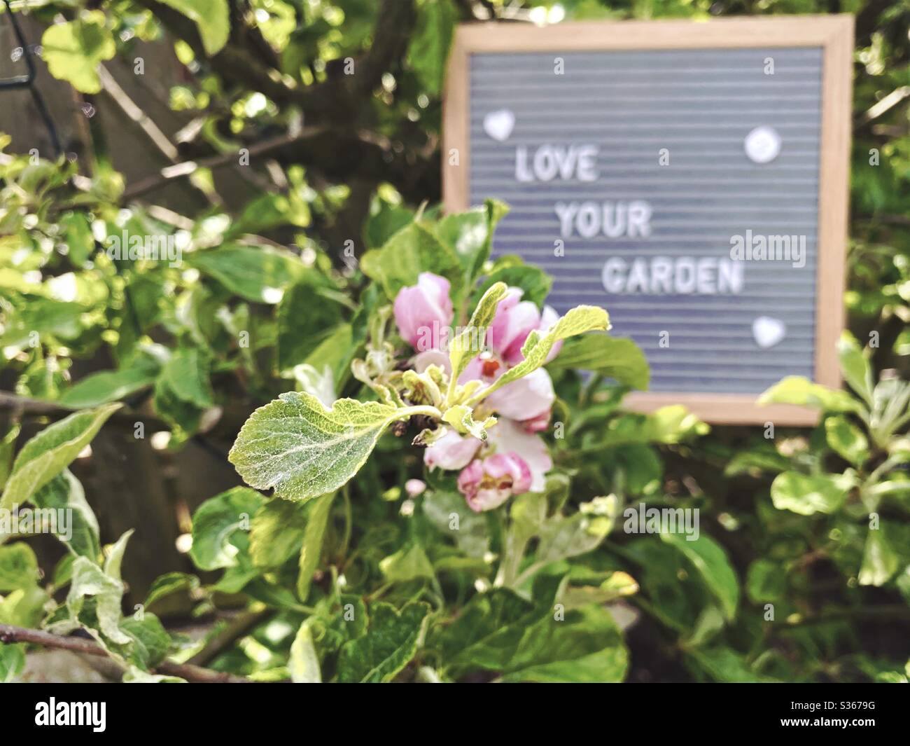 Amate il vostro giardino. Concetto di giardinaggio con bordo di lettera del feltro nei rami di un albero di mela nana con fiori di fiore e fogliame verde. Vista a fuoco selettivo con sfondo sfocato e spazio di copia. - Immagine stock catturata con smartphone
