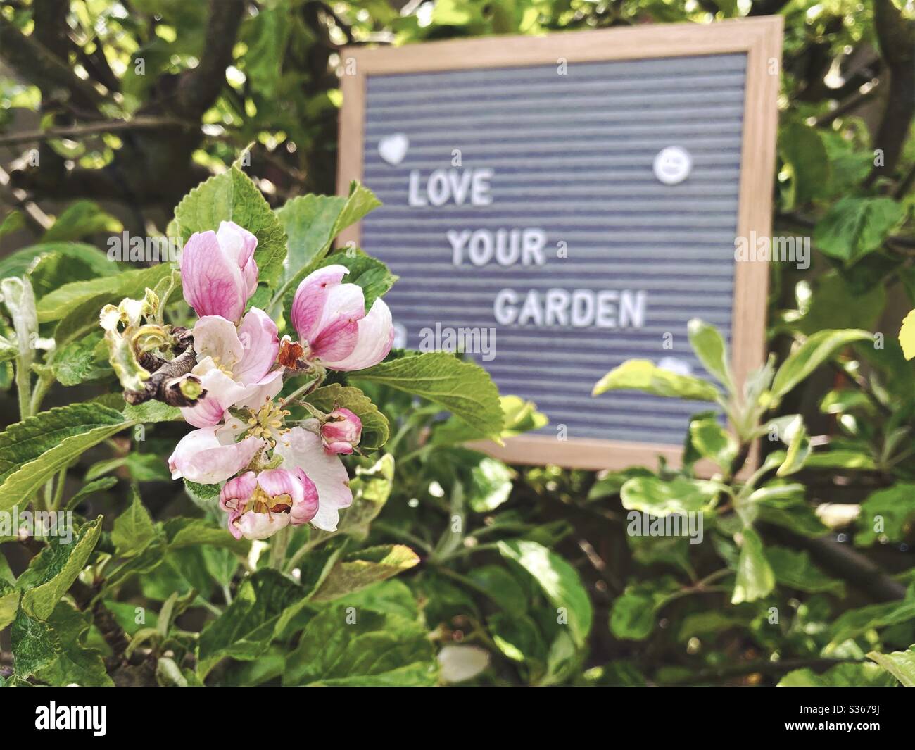 Amate il vostro giardino. Concetto di giardinaggio con bordo di lettera del feltro nei rami di un albero di mela nana con fiori di fiore e fogliame verde. Vista a fuoco selettivo con sfondo sfocato e spazio di copia. - Immagine stock catturata con smartphone