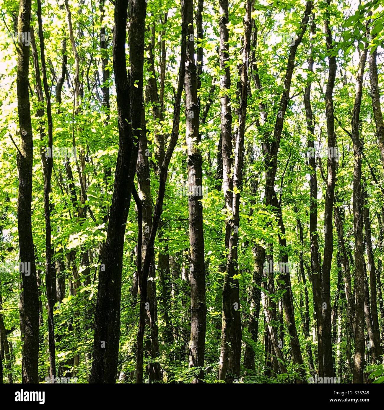Modello negli alberi Foto Stock