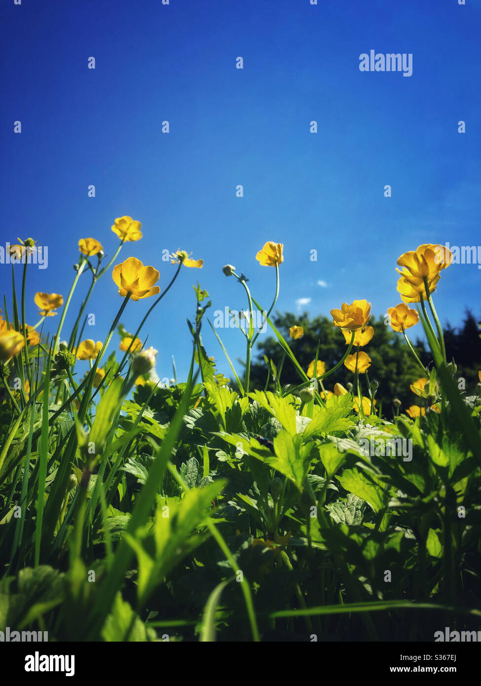 Buttercups ( Ranunculus sp.)crescendo verso un cielo blu chiaro della molla. Foto Stock