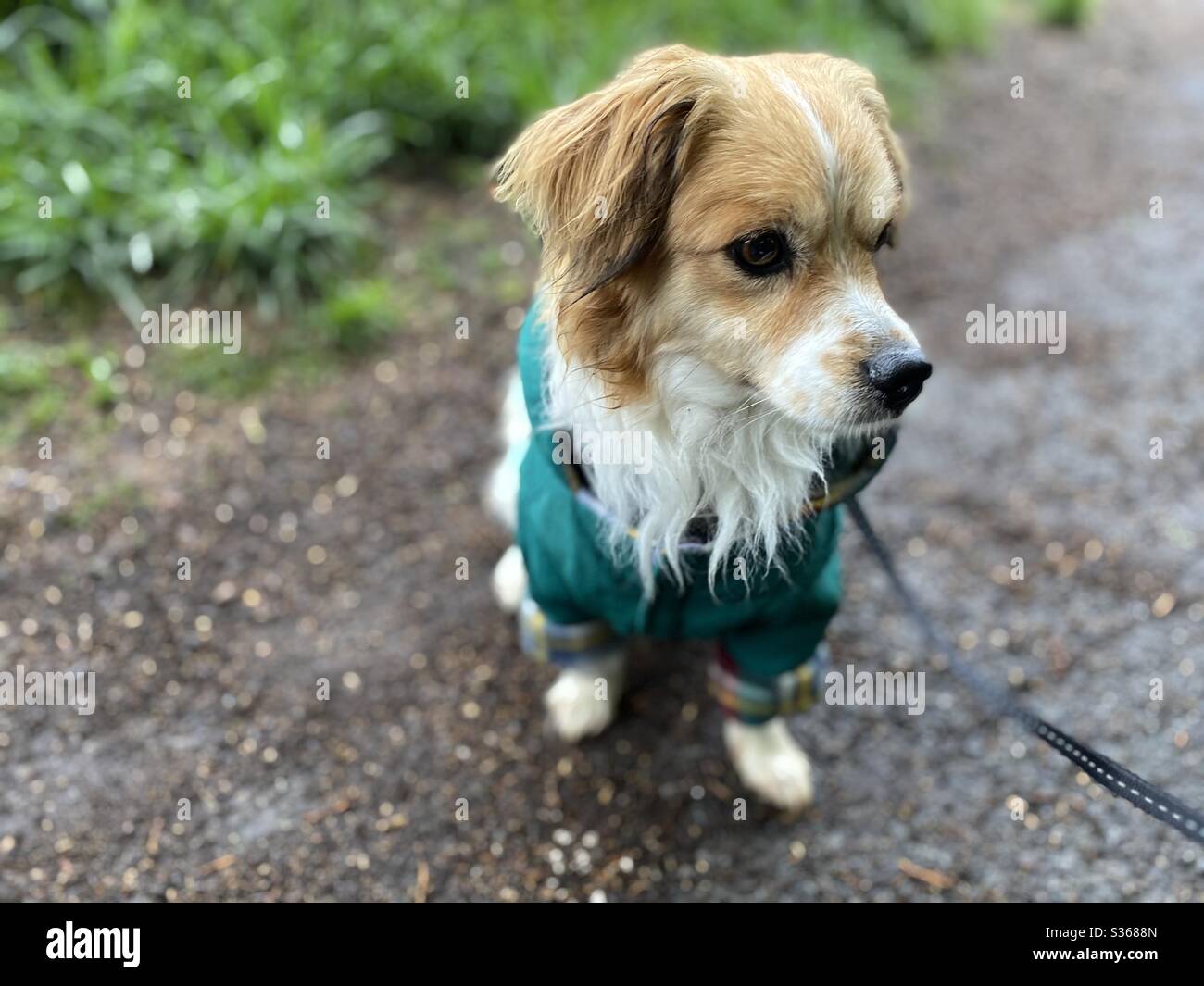 Bel cane, non lasciare che il tempo ottenere il meglio di lui Foto Stock