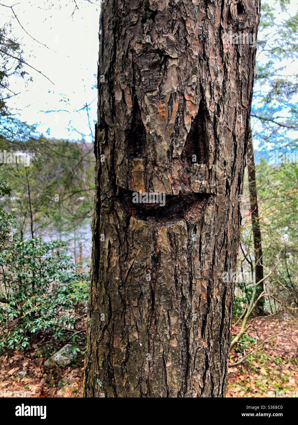 Sprite di bosco o faccia verde dell'uomo scolpito in albero nei boschi - Immagine stock catturata con smartphone