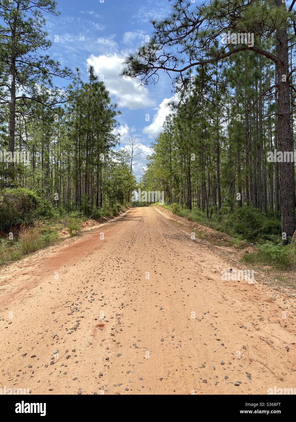 Strada di sabbia rossa fiancheggiata da alberi di pino - Immagine stock catturata con smartphone