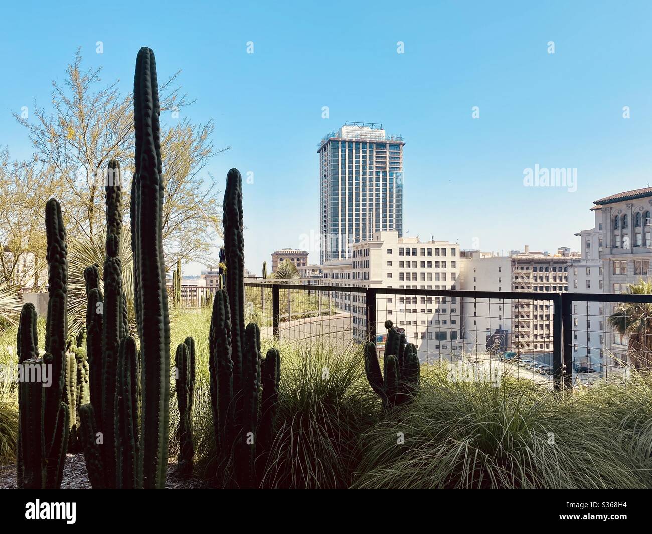 LOS ANGELES, CA, Apr 2020: Cactus silhouette in primo piano, con Perla di nuova costruzione, alto edificio residenziale sullo sfondo Foto Stock