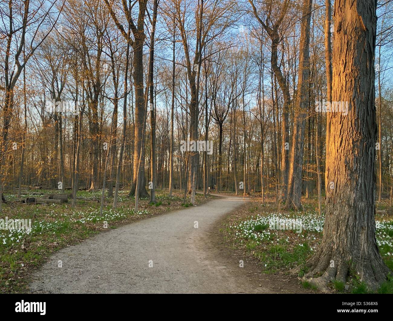 Percorso attraverso i primi fiori trillium primavera e la foresta in tardo pomeriggio sole. Oakville, Ontario, Canada, maggio 2020 Foto Stock
