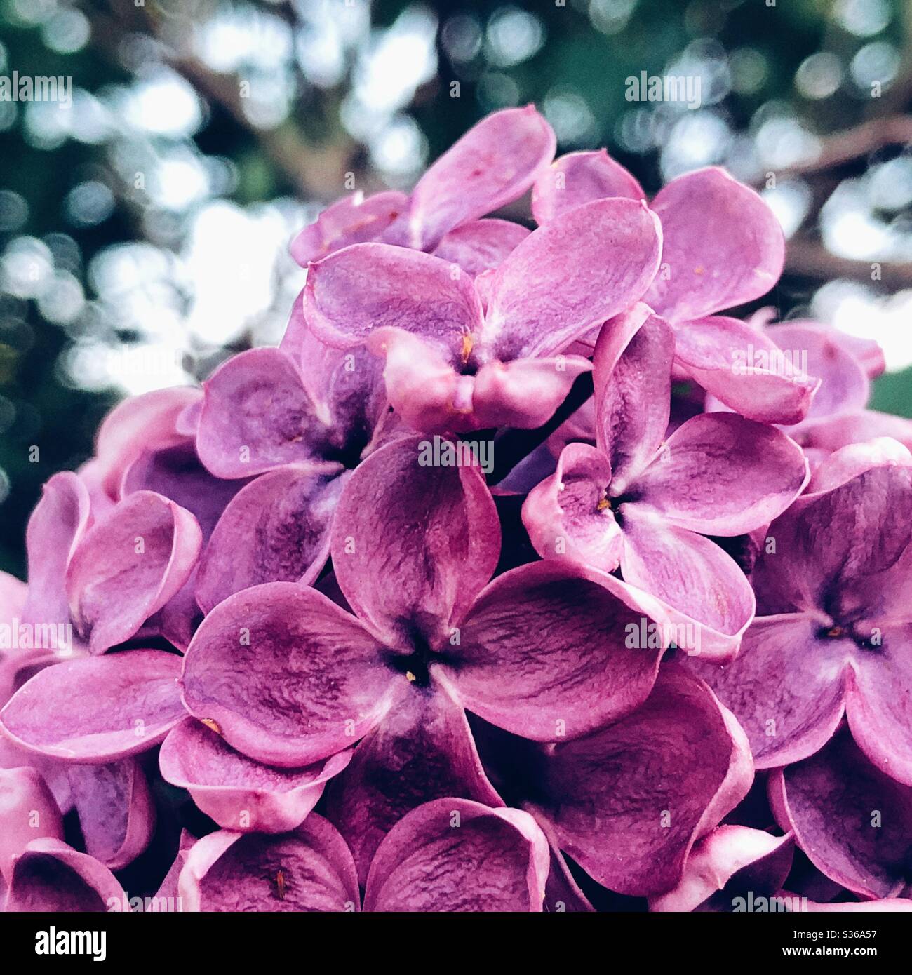 Fiore lilla macro bokeh Foto Stock