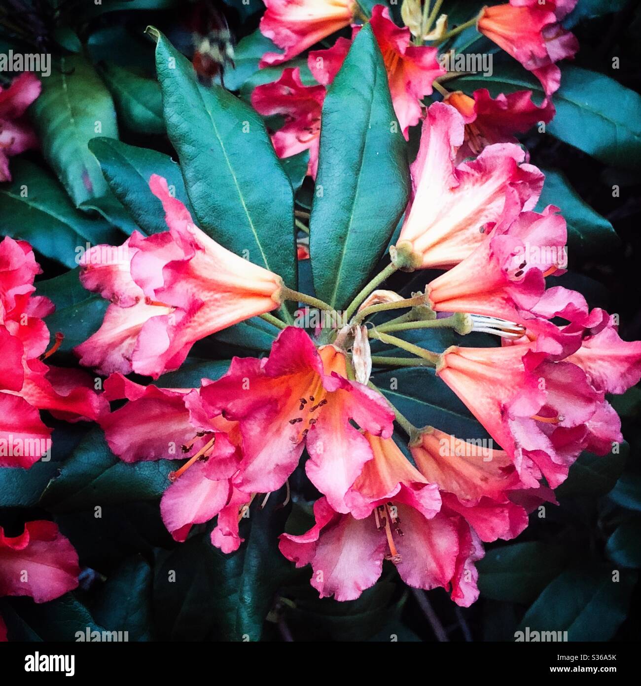 Bei rododendri magenta Foto Stock