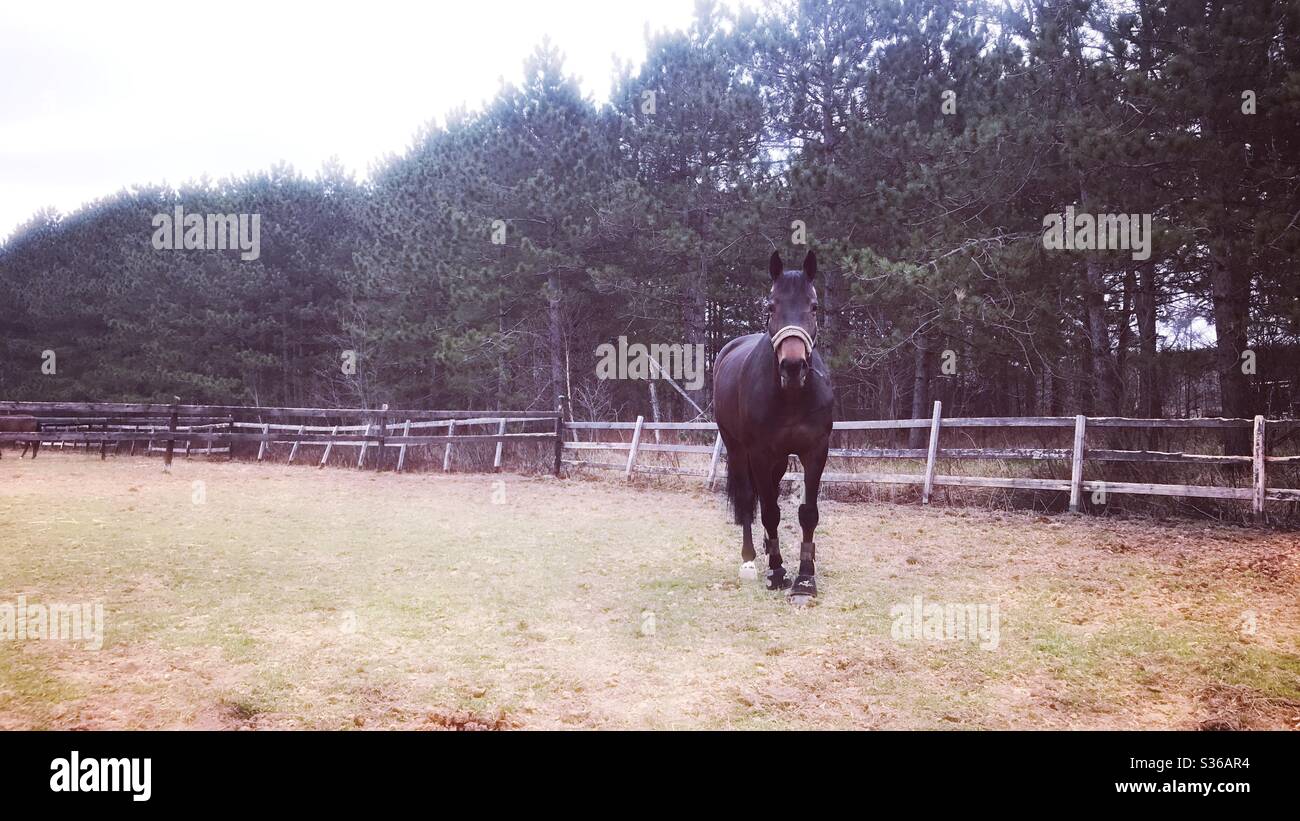 un cavallo da solo in un paddock in primavera Foto Stock