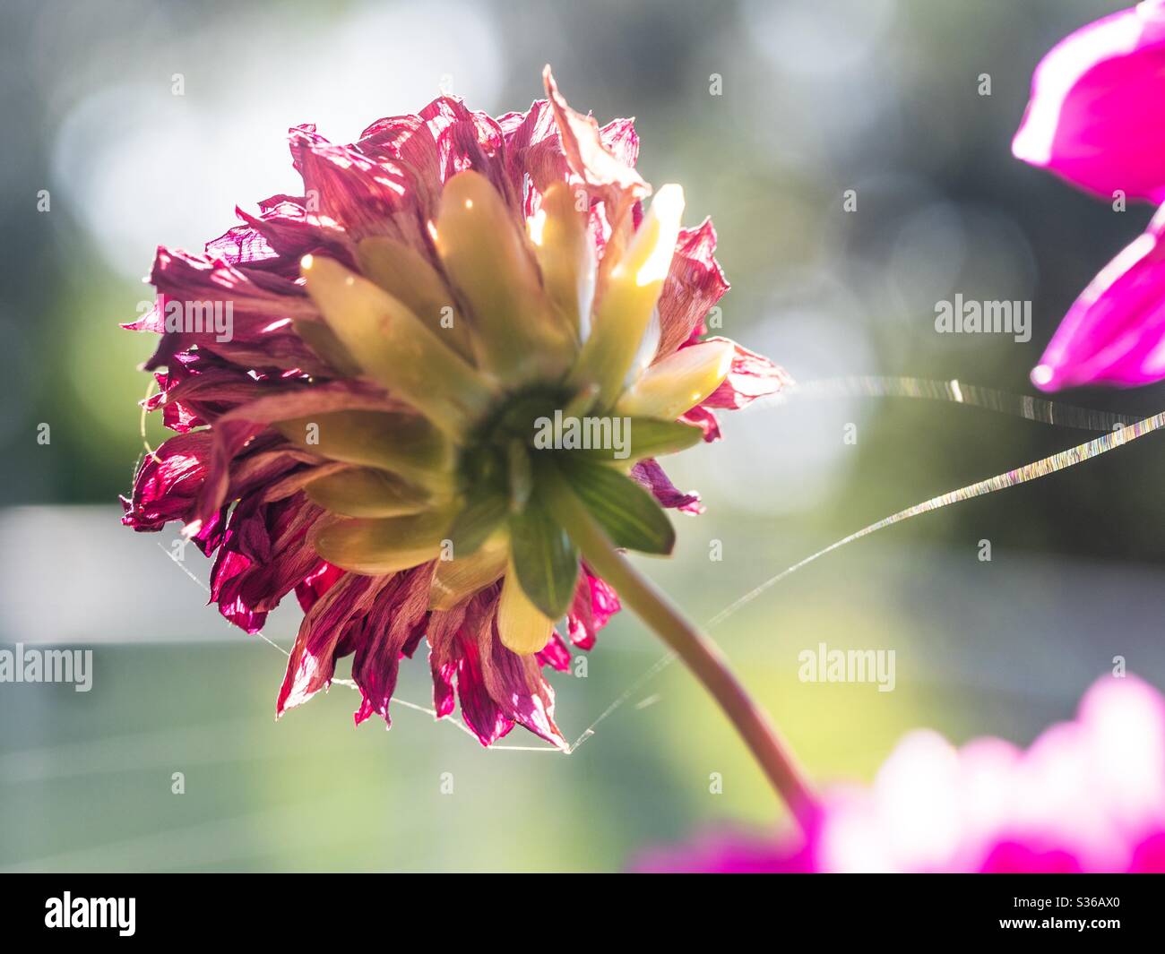 Fiore rosso Dahlia appassito, asciugandosi nel giardino con uno sfondo verde e grigio, da dietro, la natura Foto Stock