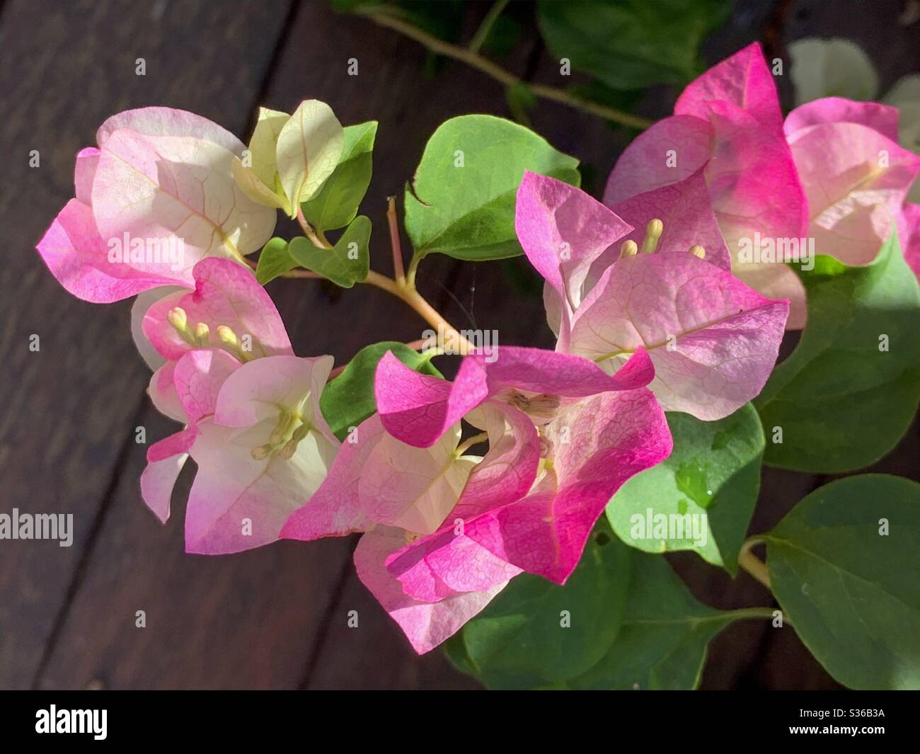 Piccoli fiori bianchi e gemme circondati da bracche rosa pastello e bianche della Bougainvillea - Immagine stock catturata con smartphone