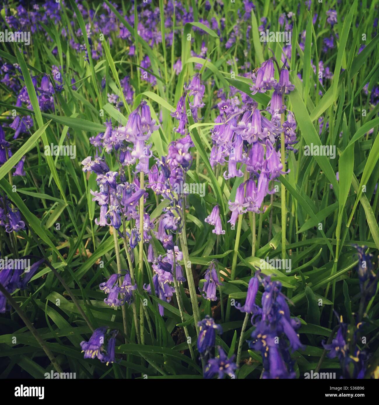 Una fotografia ravvicinata di bellissime campane in un bosco, profondità di campo bassa foto. Foto Stock