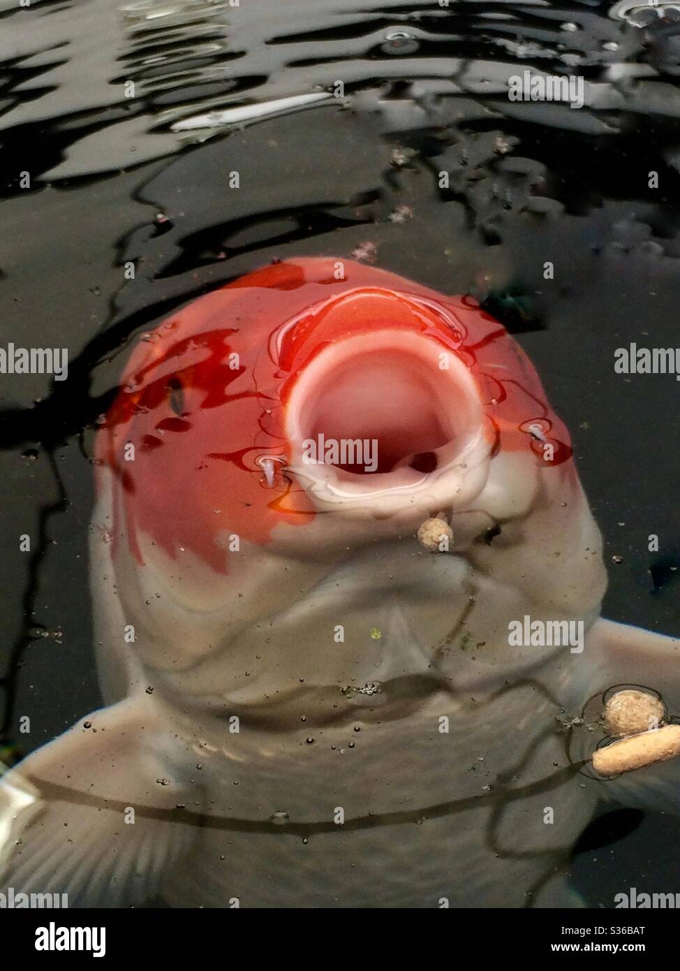 Carpa Koi con bocca aperta - Immagine stock catturata con smartphone